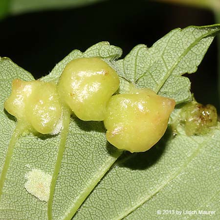 Galle von Pediaspis aceris